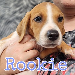 Photo of Rookie