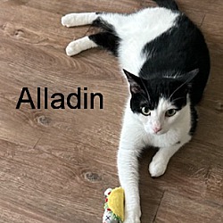 Thumbnail photo of Aladdin aka Ali #2