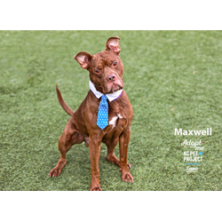 Thumbnail photo of Maxwell #2