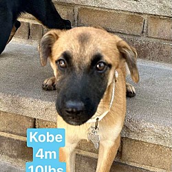 Thumbnail photo of Kobe #2