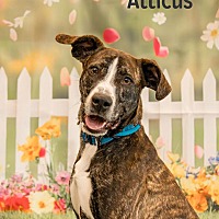 adopt a pet