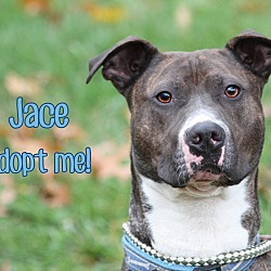 Thumbnail photo of Jace *I am Canine Good Citizen #3