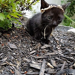 Thumbnail photo of Primrose's Kittens #2