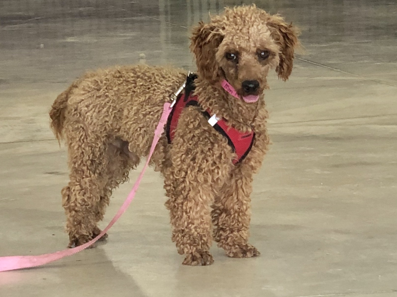 Adopt Sheldon a Red/Golden/Orange/Chestnut Poodle (Miniature) / Mixed ...