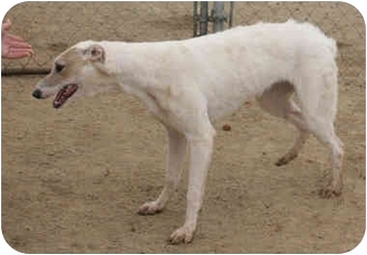 irish wolfhound greyhound mix