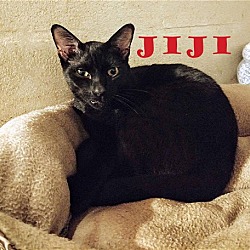 Photo of Jiji the CatDog