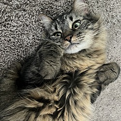 Photo of maple 
