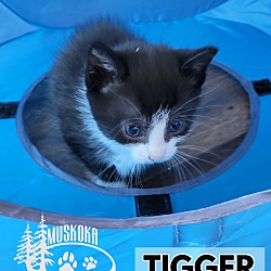 Thumbnail photo of Tigger - Perfect Mix #1