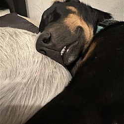 Photo of Niko Adoption Pending!