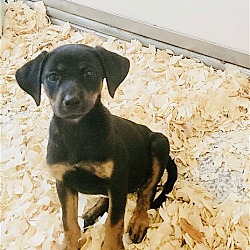 Photo of Lab Mix Pup Girl