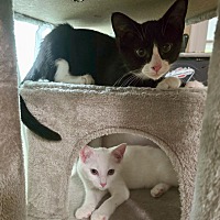 adopt a pet