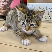 adopt a pet