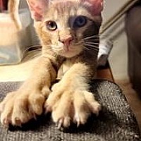 adopt a pet