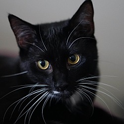 Thumbnail photo of Jameson (Cat of the month)!! #3