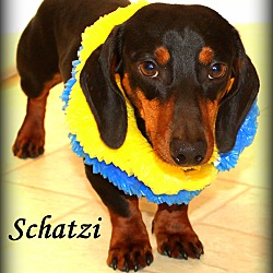 Thumbnail photo of Schatzi~adopted! #3