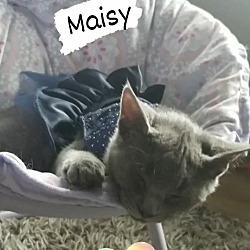Thumbnail photo of Maisy #1