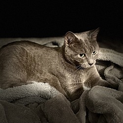 Photo of Grey
