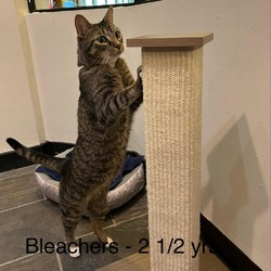 Photo of Bleachers