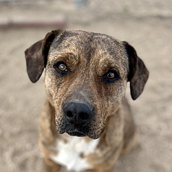 bonded pet photo