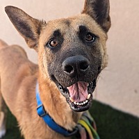 adopt a pet