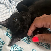 adopt-pet