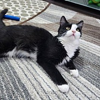 adopt a pet