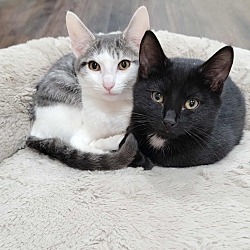 bonded pet photo