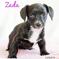 Thumbnail photo of Zada #1