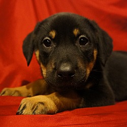 Thumbnail photo of Kika-Adopted! #2
