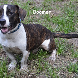 Thumbnail photo of Boomer #3