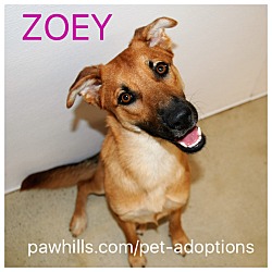 Thumbnail photo of Zoey #1