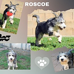 Photo of Roscoe (Ritzy)