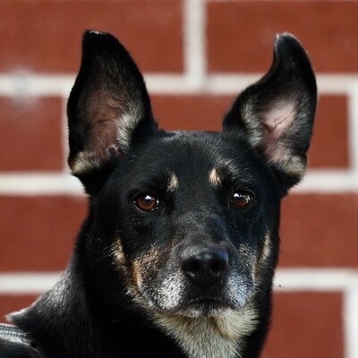 Wilmington, NC - German Shepherd Dog. Meet A453316 a Pet for Adoption ...