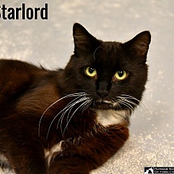 Thumbnail photo of Starlord #3