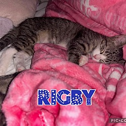 Thumbnail photo of Rigby #1