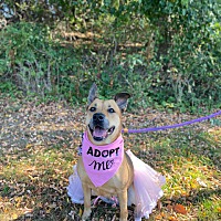 adopt a pet
