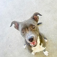 adopt a pet