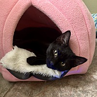 adopt a pet