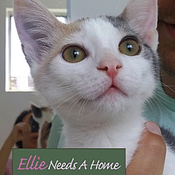 Thumbnail photo of Ellie #2