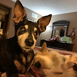 Thumbnail photo of Sylvia: adoption pending #2