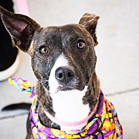 Legacy of Hope Dog Rescue in Broken Arrow, Oklahoma