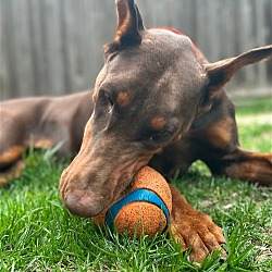 Photo of Sequin Adoption Pending!