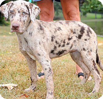 Australian shepherd great online dane mix size