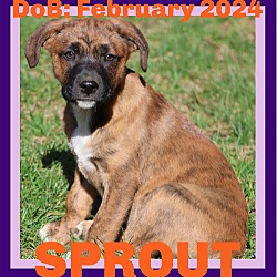Photo of SPROUT