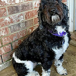 bonded pet photo