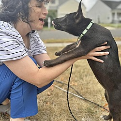 Thumbnail photo of ADELAIDE   12 POUND PUPPY   FOSTERED IN NEW JERSEY #3