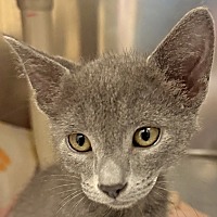 adopt a pet