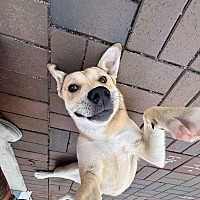 adopt a pet