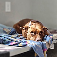 adopt a pet