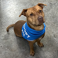 adopt a pet